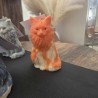 Le Maine Coon Le Maine Coon
